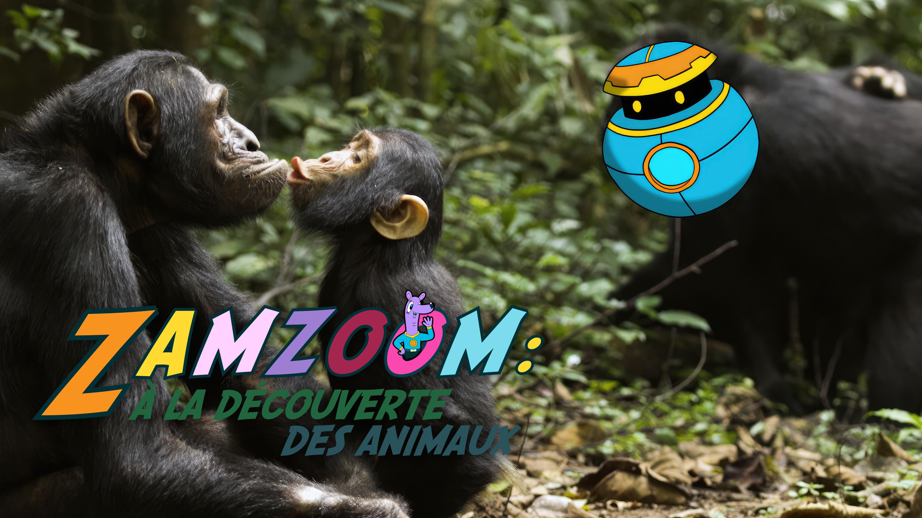 Zamzoom