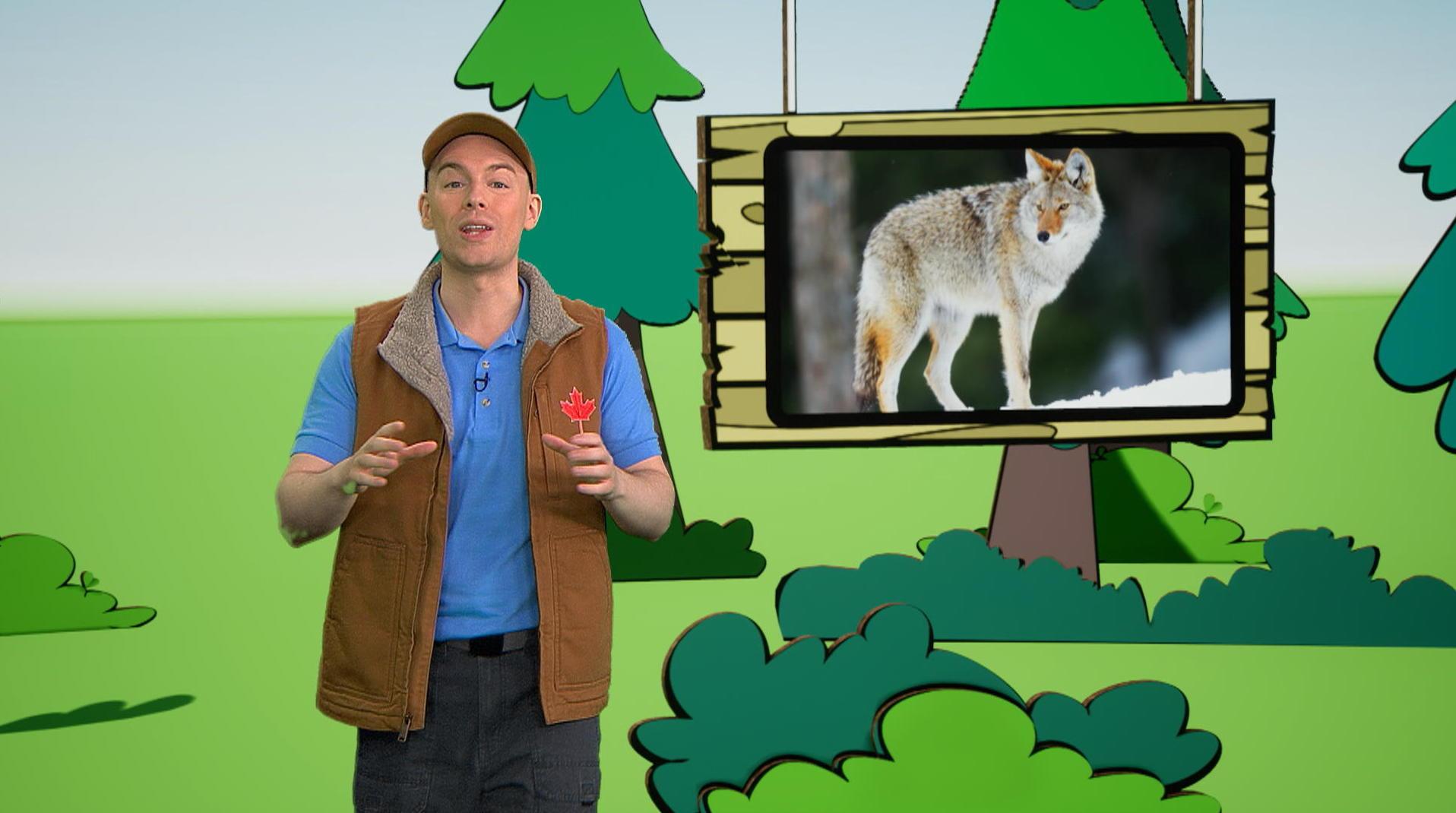 Le coyote