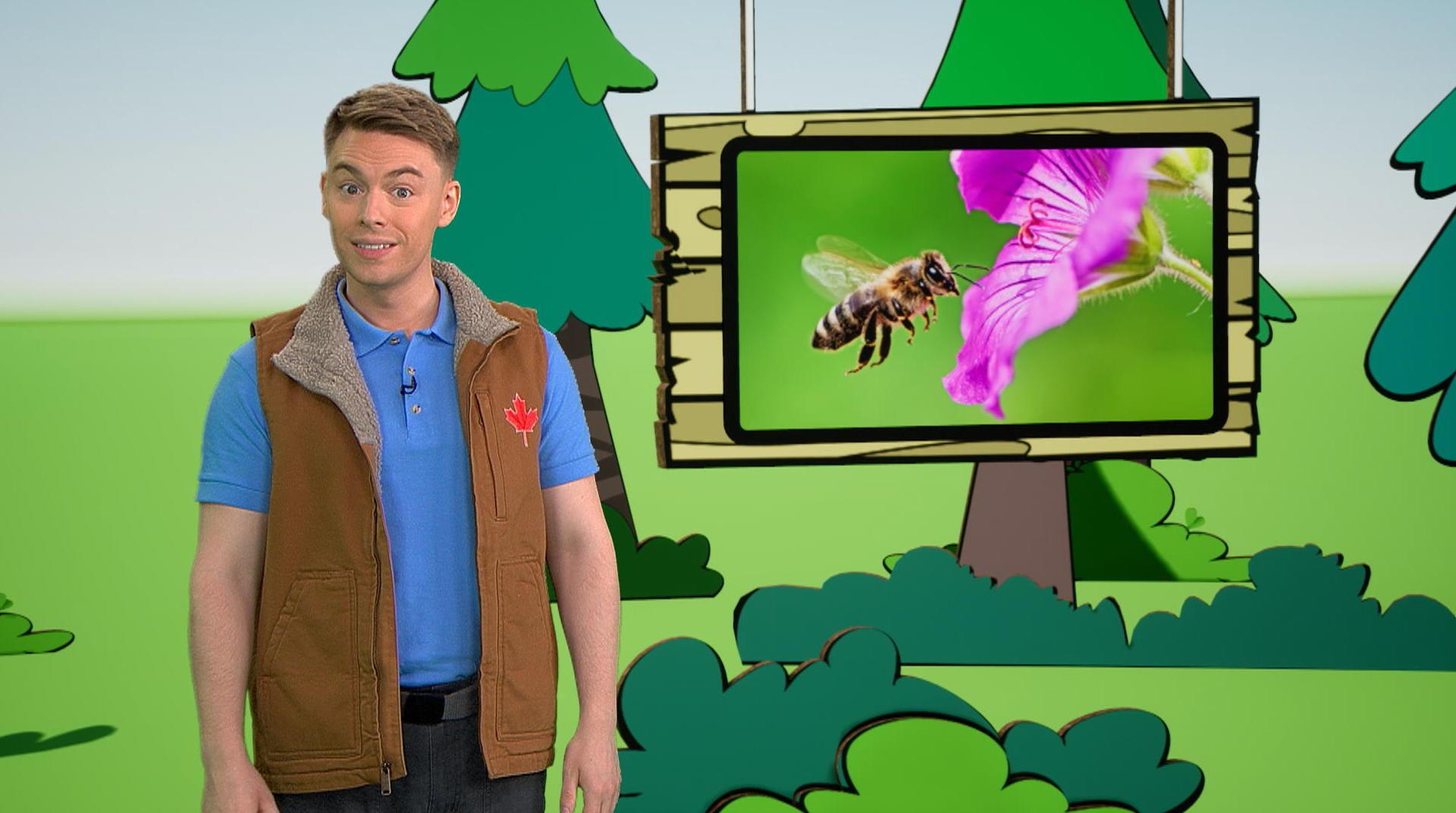 L'abeille