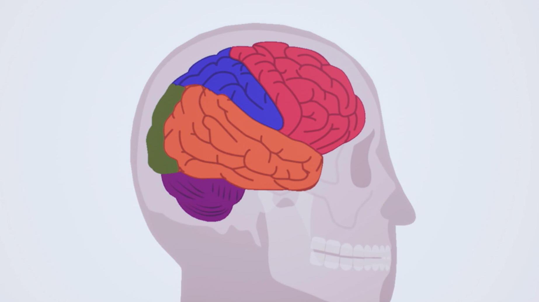 Le cerveau