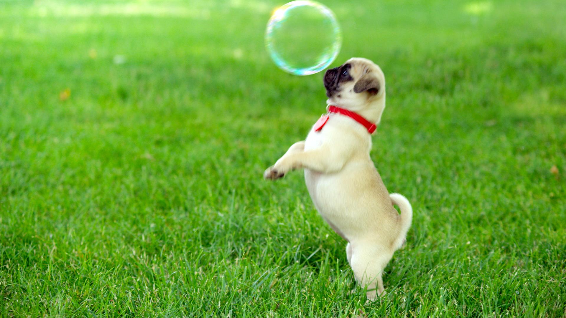 Les bulles
