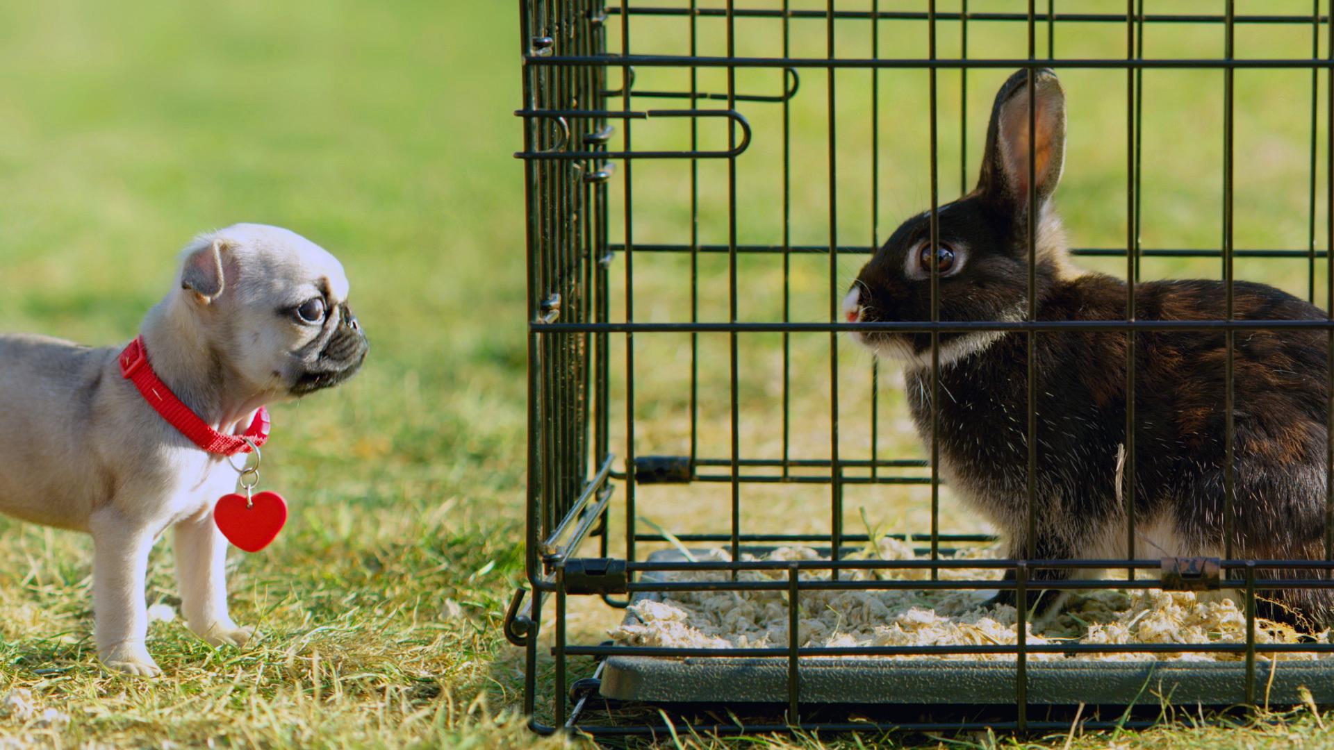 Bennie le lapin