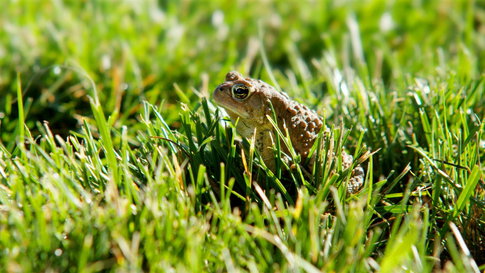 Le crapaud