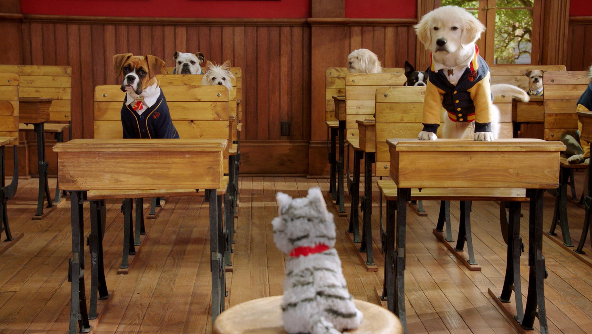 L'académie des chatons