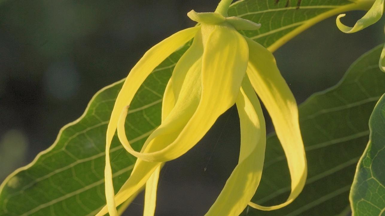 L'Ylang-Ylang des Comores
