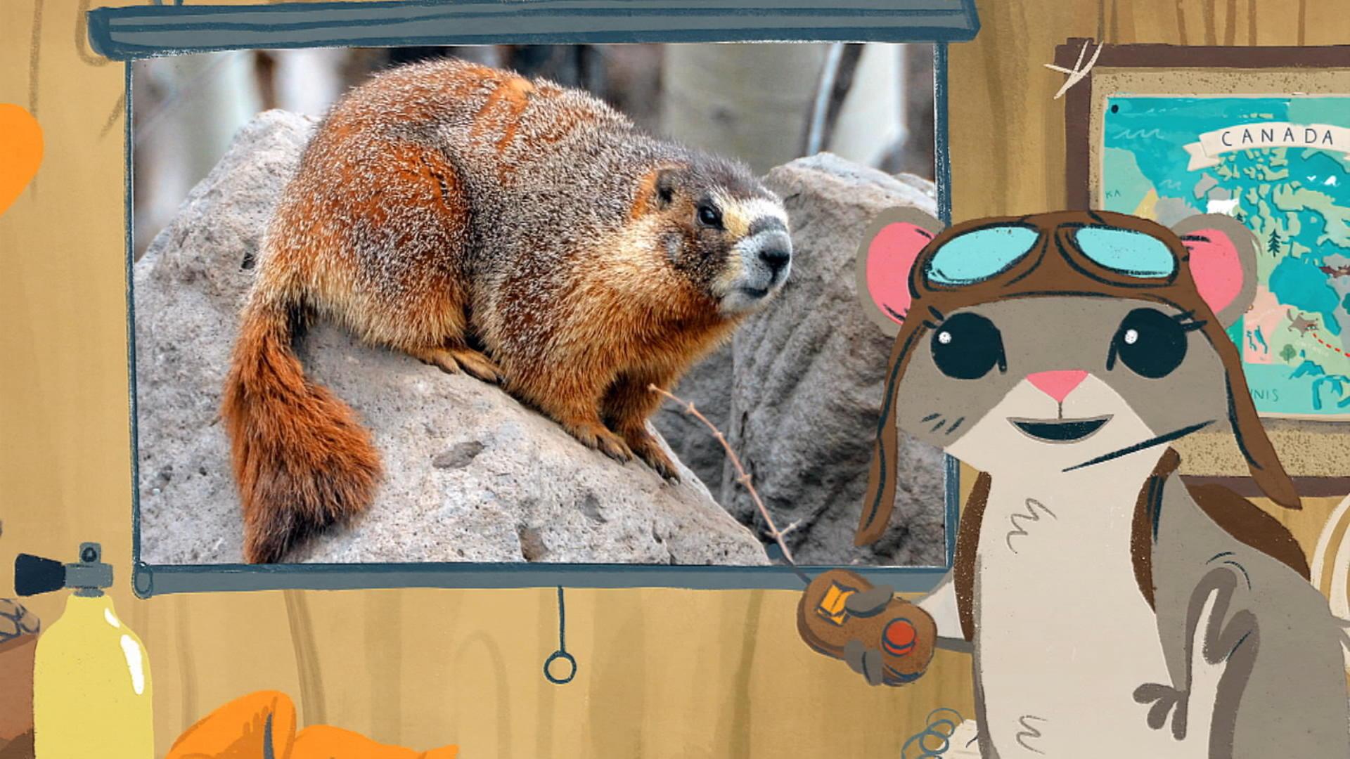 La marmotte de l'Île de Vancouver