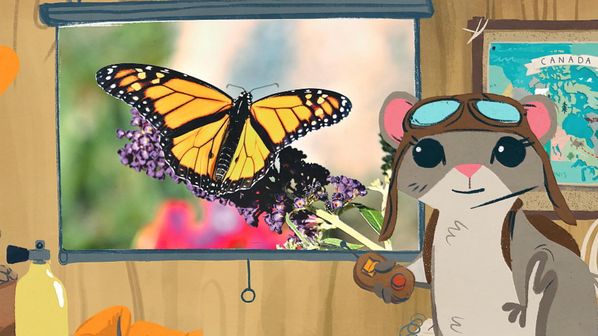 Le papillon monarque