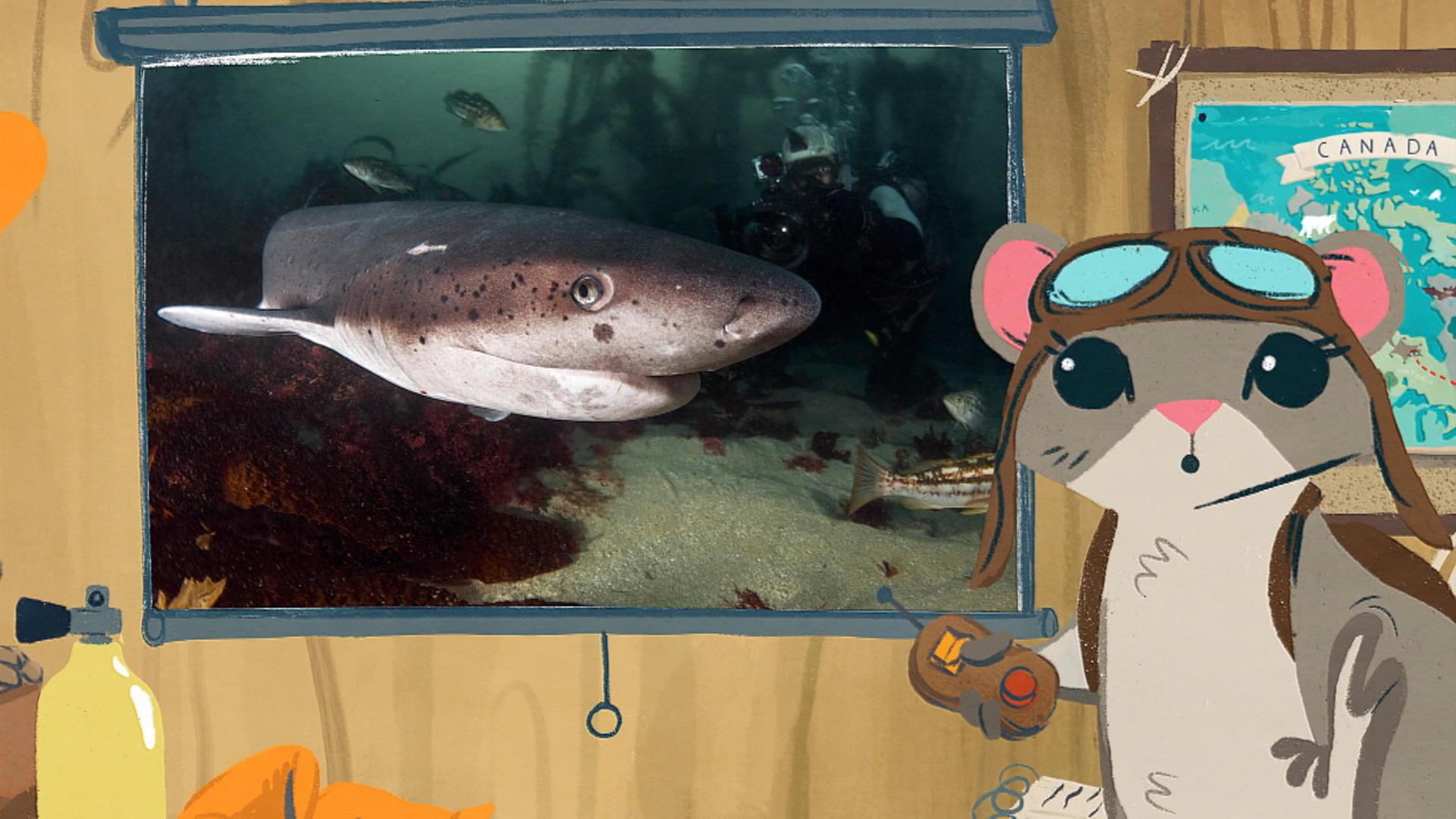 Le requin griset