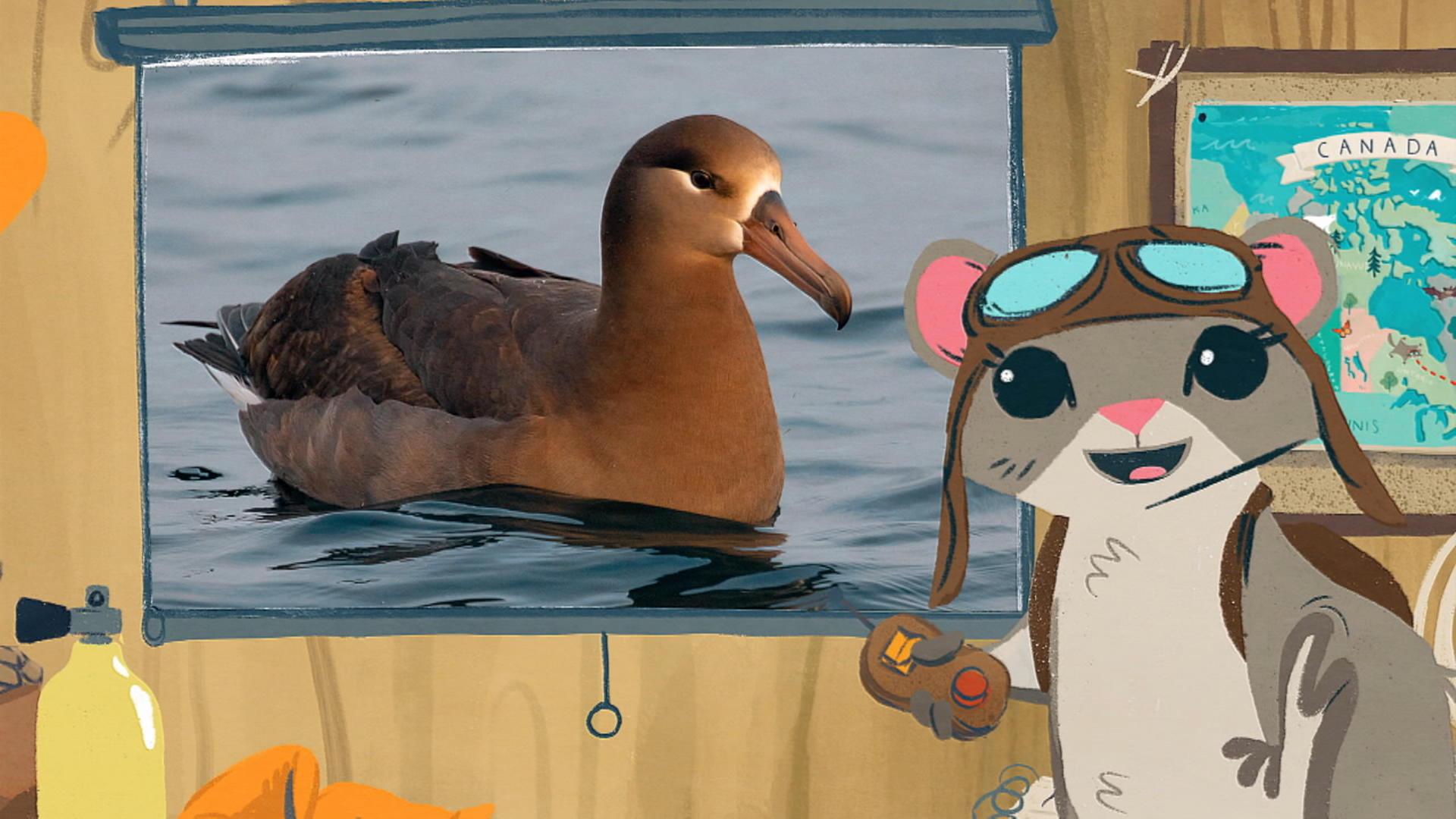 L'albatros à pieds noirs