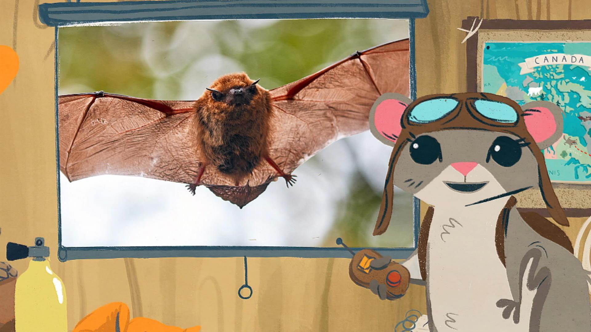La petite chauve-souris brune
