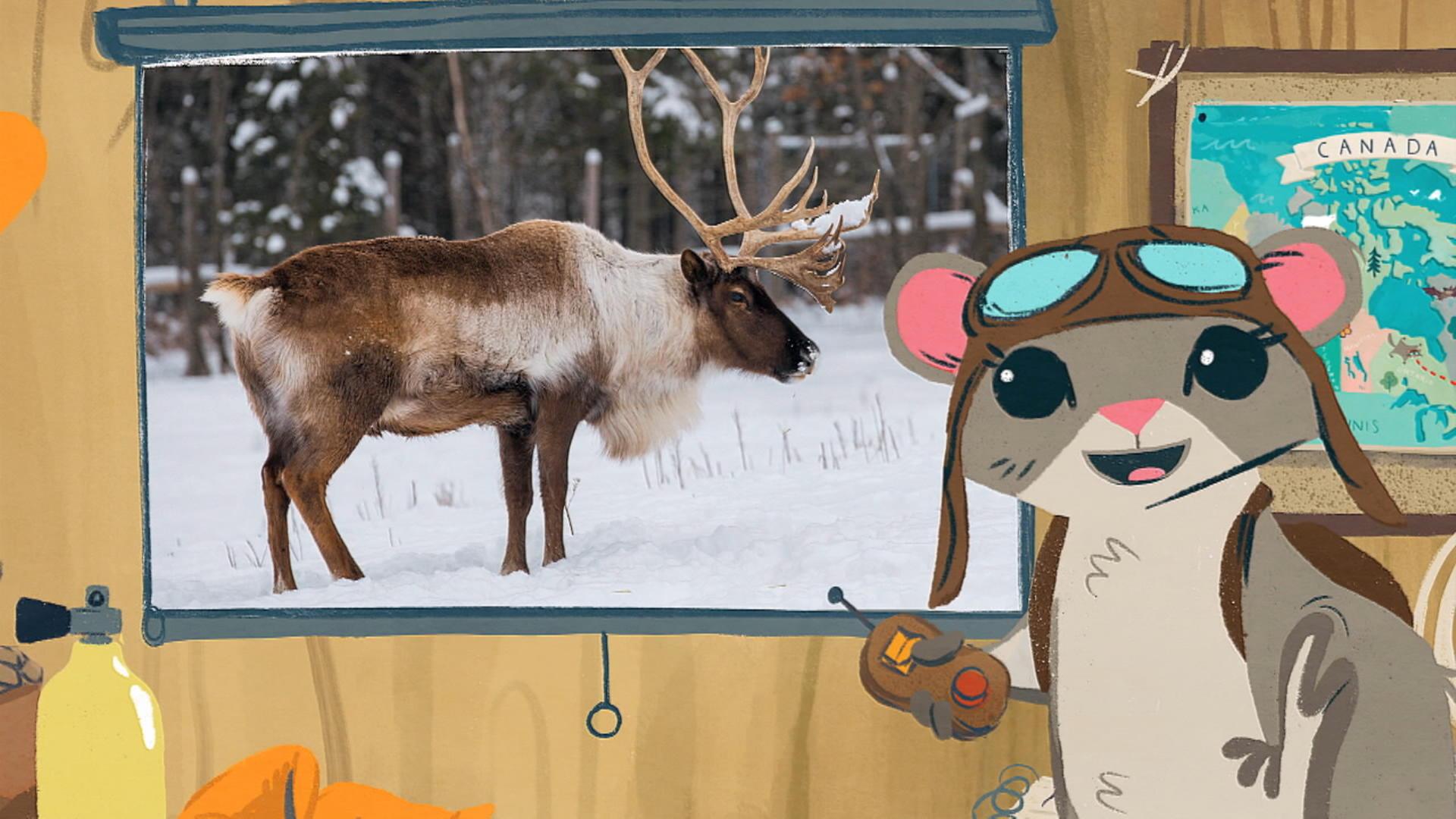 Le caribou forestier de la Gaspésie