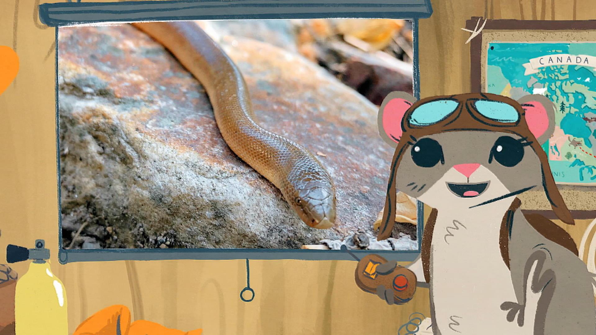 Le boa caoutchouc du Nord