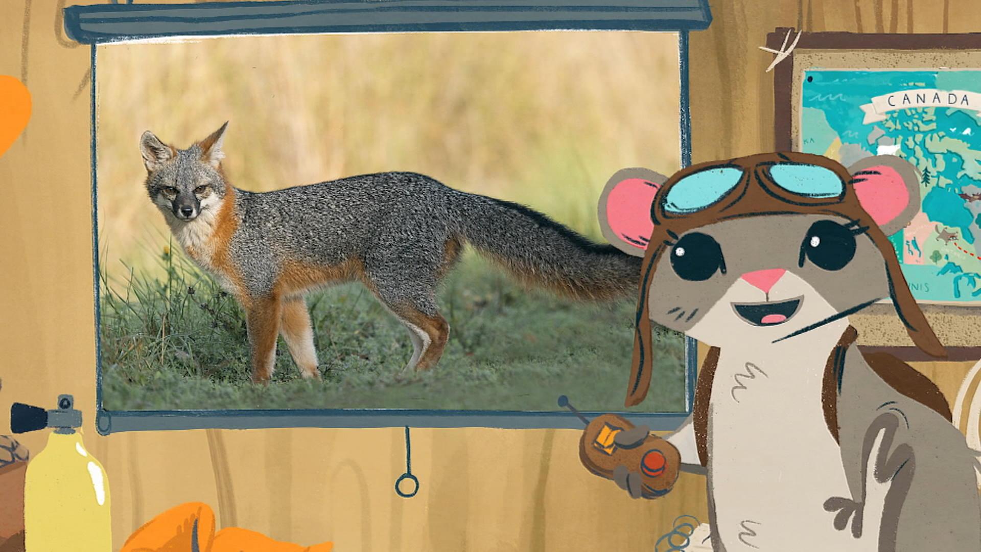Le renard gris