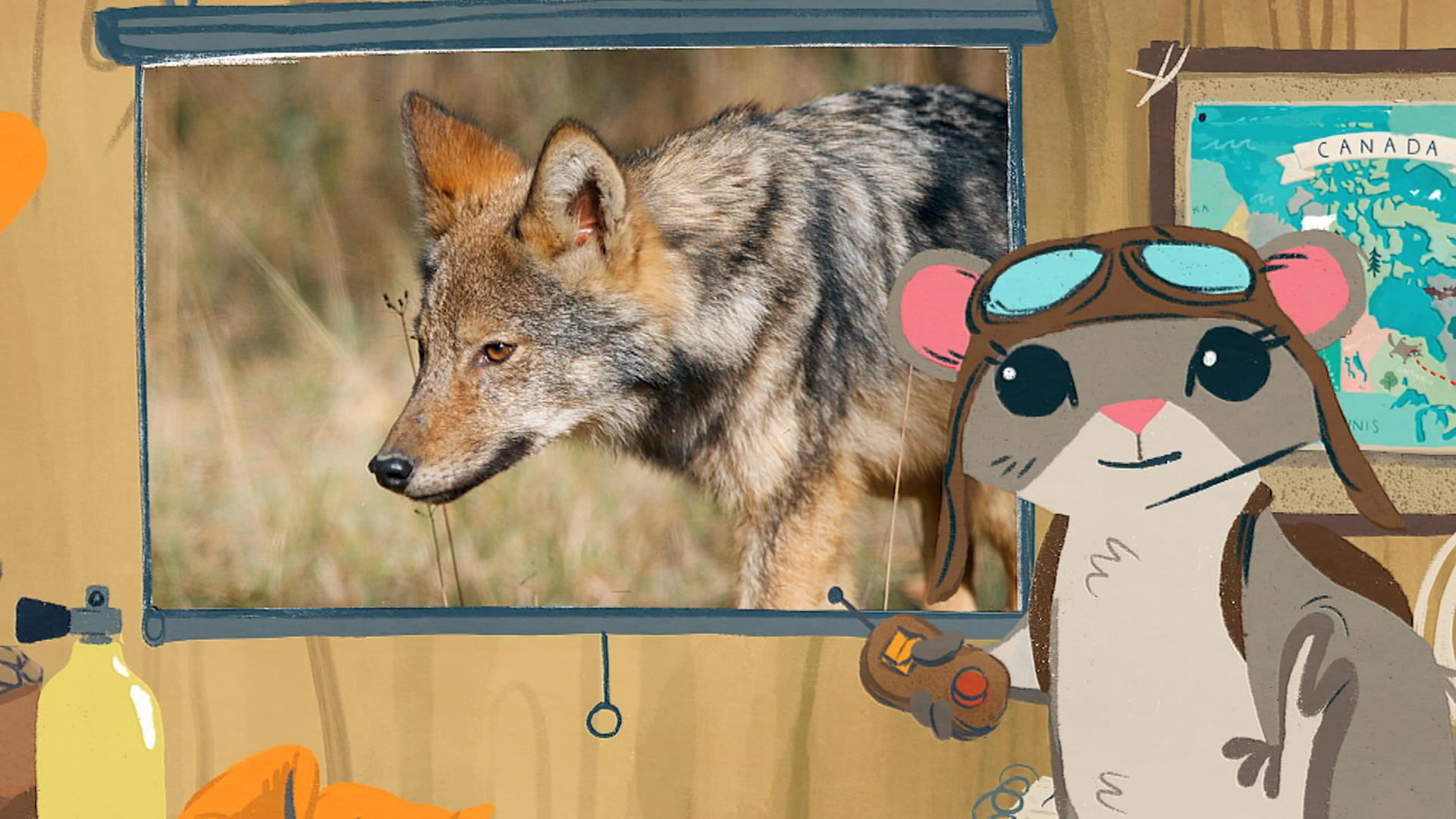 Le loup de l'Est
