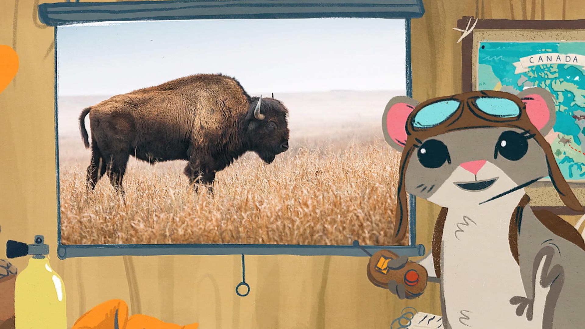 Le bison des bois
