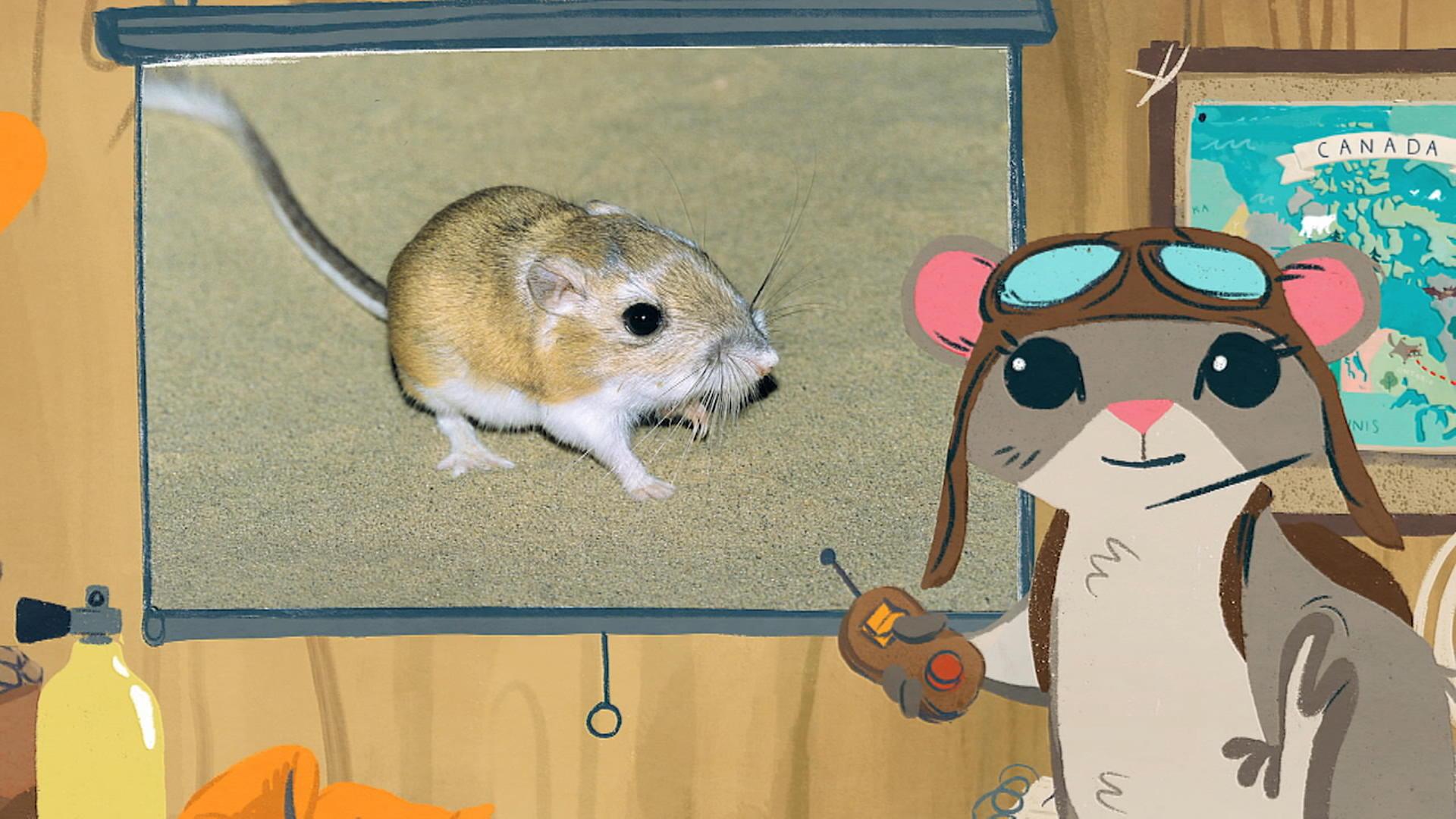 Le rat kangourou
