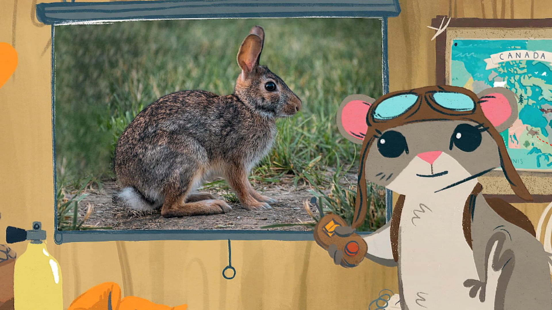 Le lapin de Nuttall